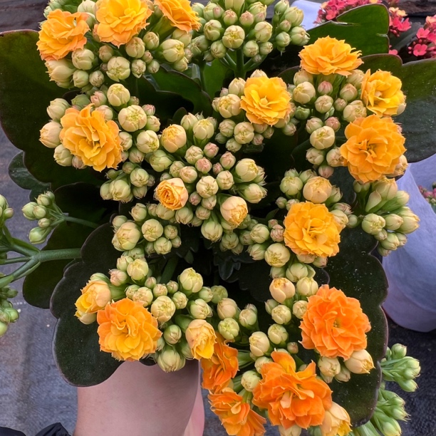 长寿花～【黄鹤楼】120盆(拍够两单发货)