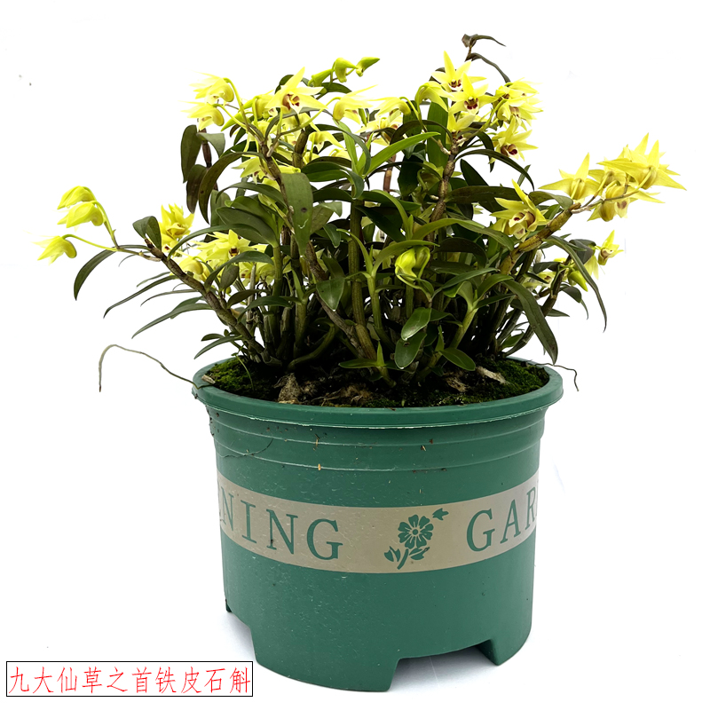 温州雁荡山铁皮石斛苗盆栽带盆发货霍山浙江石斛兰基地一手货源