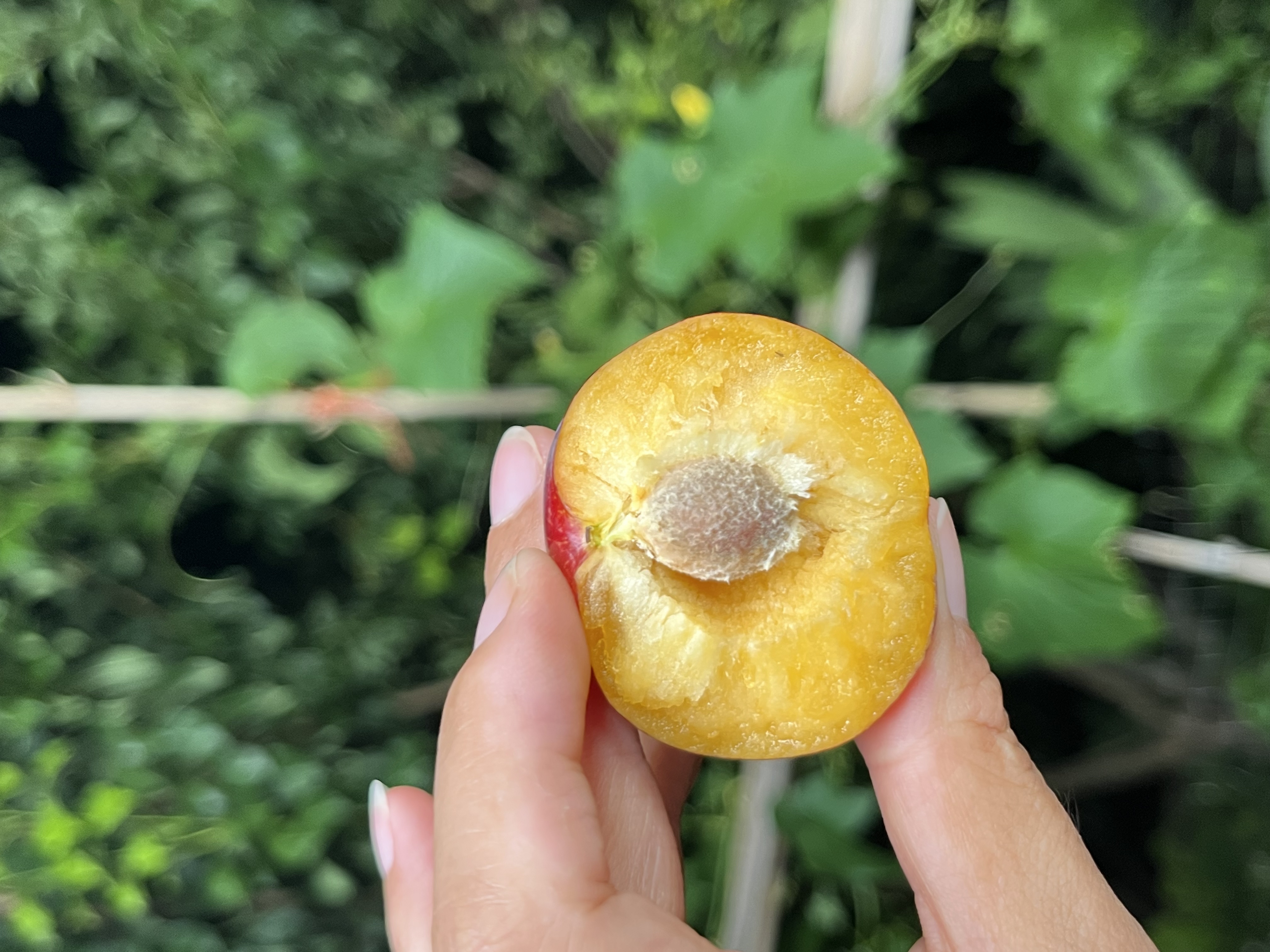 【顺丰包邮】四川苍溪黑蜂糖李子