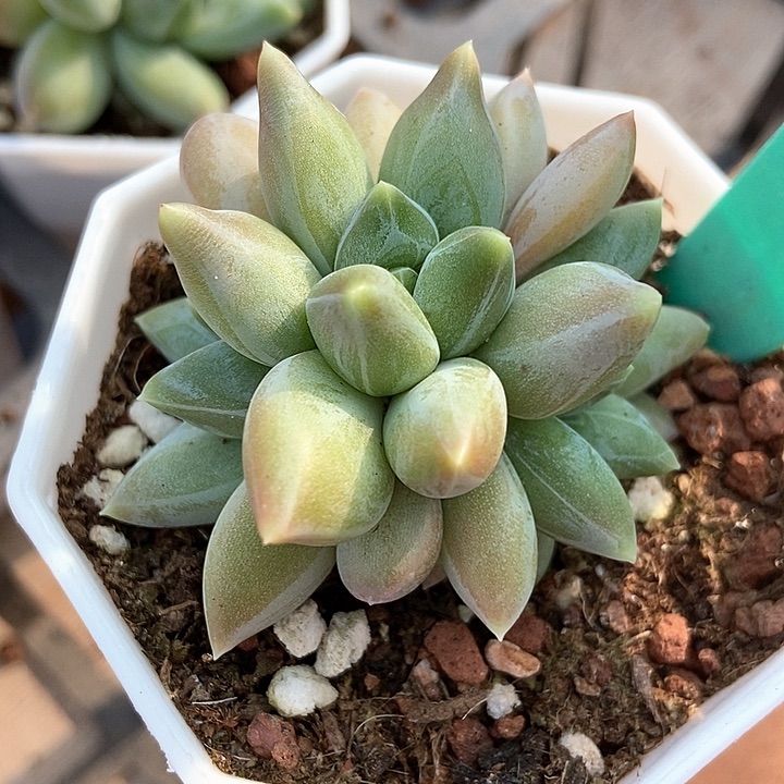 多肉植物彩体重楼1885