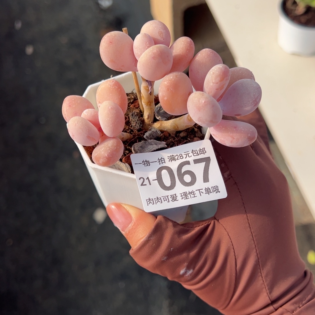 蛋黄奶多肉多肉多肉多肉多肉