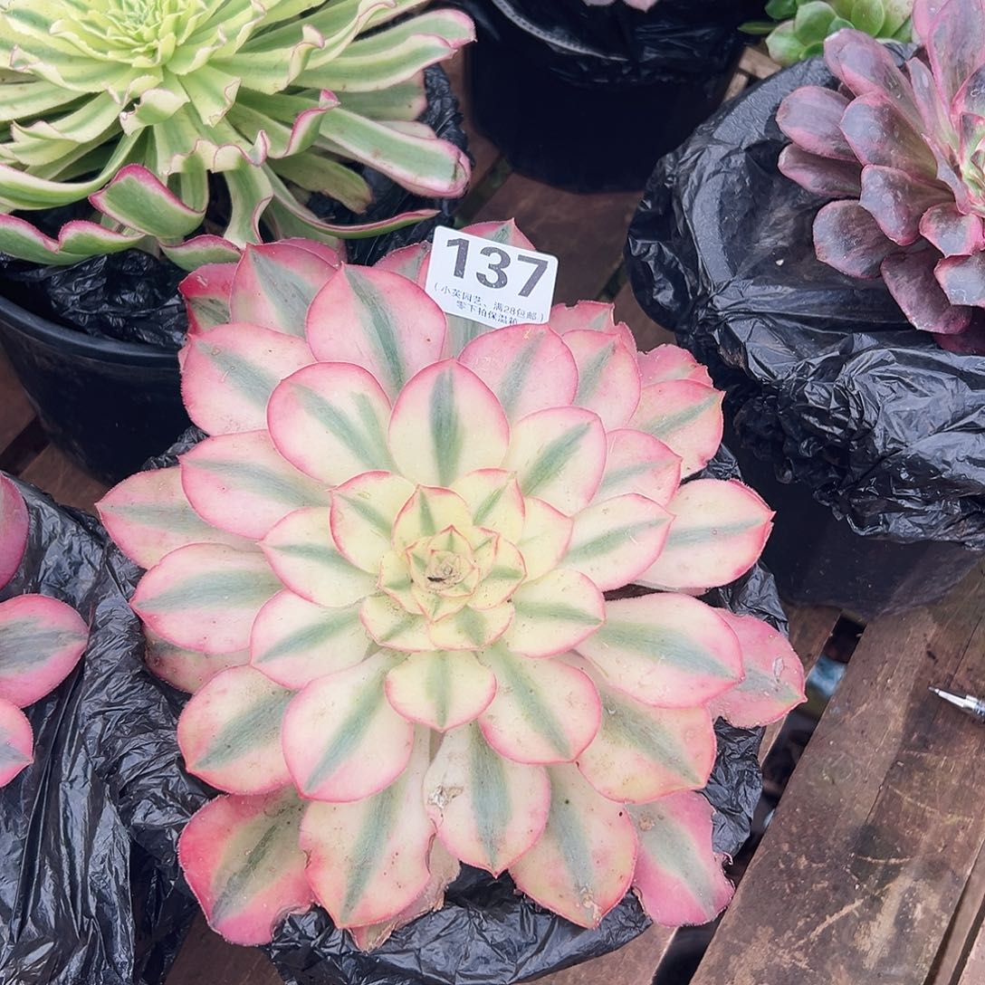 爱丽丝137多肉植物多肉植物