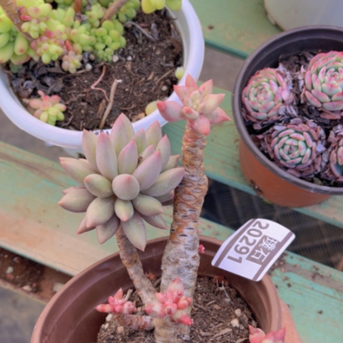 【闪购商品】红蜻蜓带石化20291