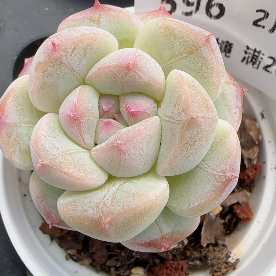 花语逸镜0219-596