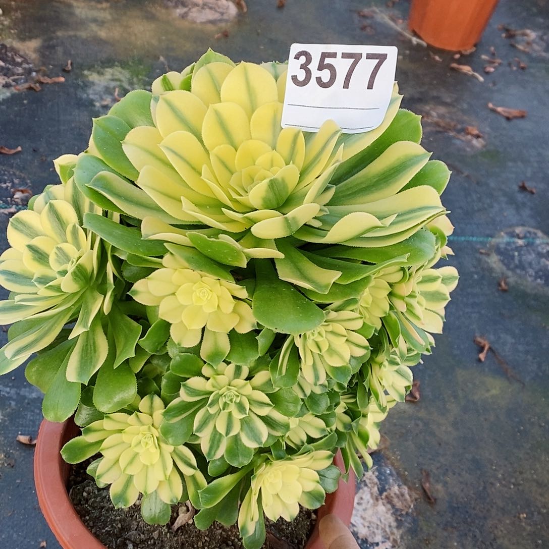 红陶3577辛尼亚多肉