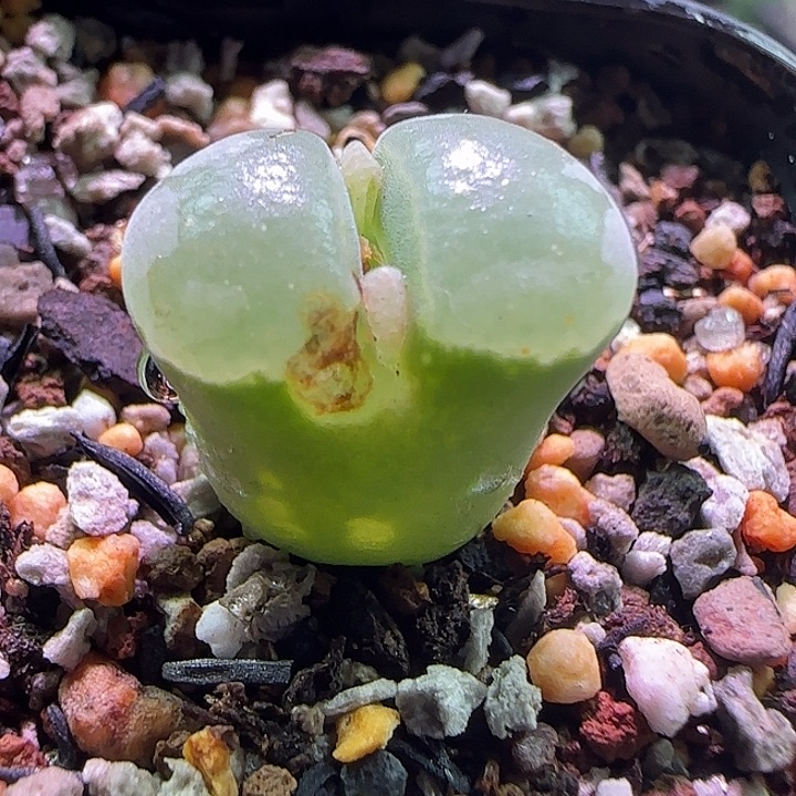 好看的风铃。     401