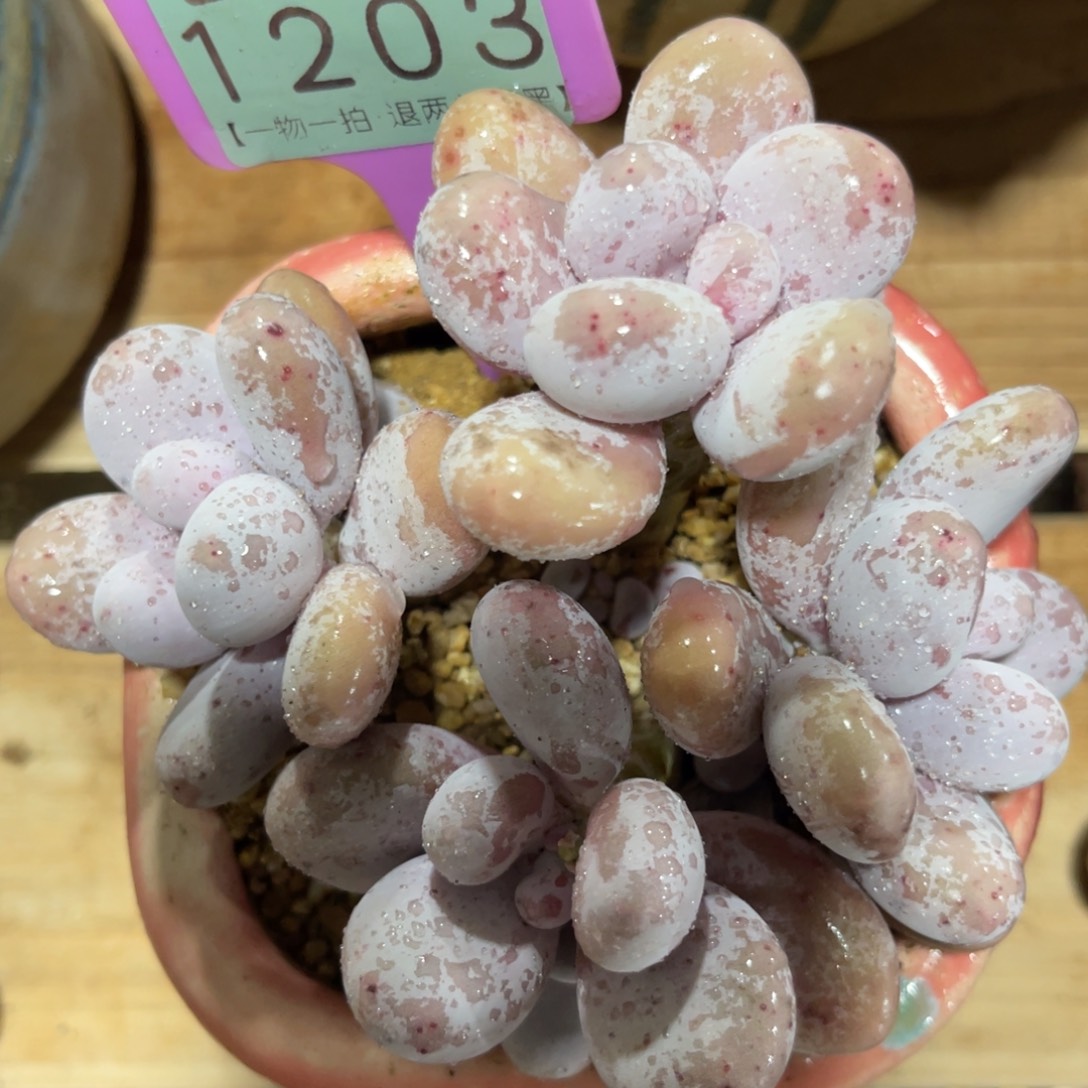 云尘多肉一物一拍不含盆1203