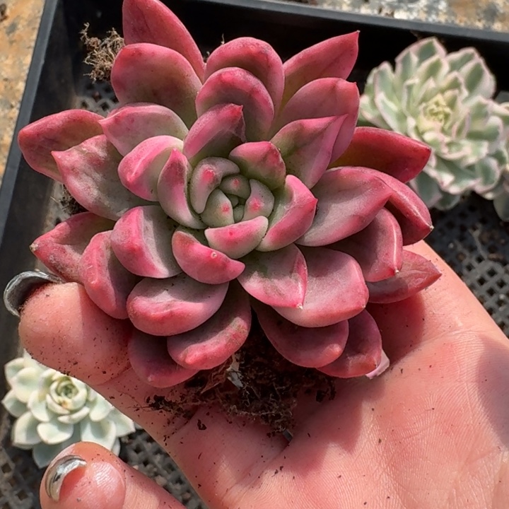 厚叶珍妮一物一拍