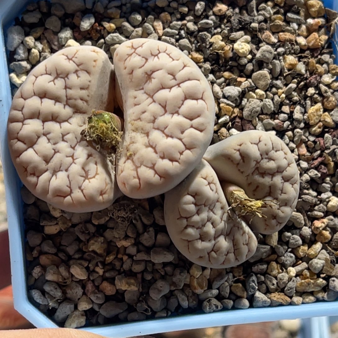 9020双头金文189母本