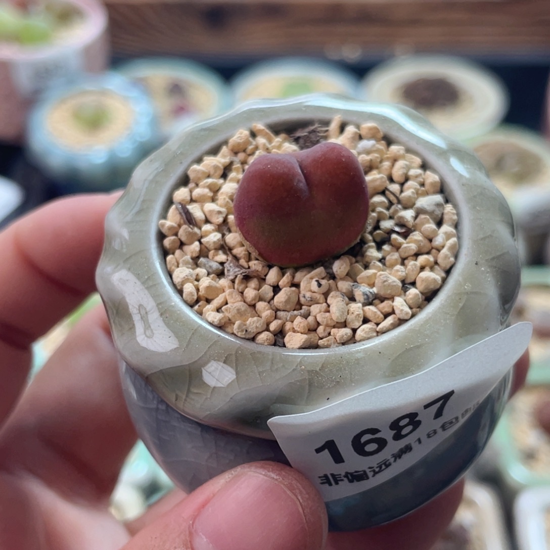 无花朵1687--一物一拍 带盆水蜜桃