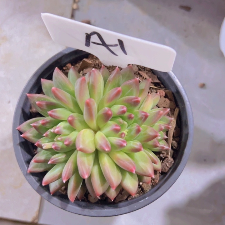 健健康康平平安安