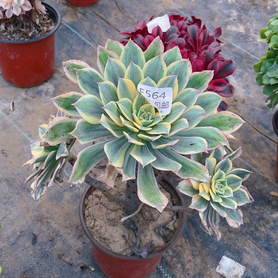 564灿烂多肉法师