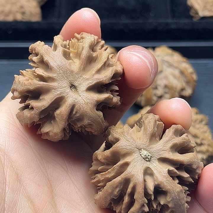 木质类秦岭突突突突