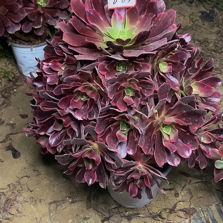 l***n金丝雀老桩捧花863号