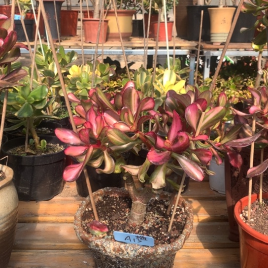 正**前A13卷叶发中通脱土发