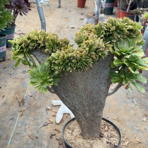 碧螺春缀多肉植物054