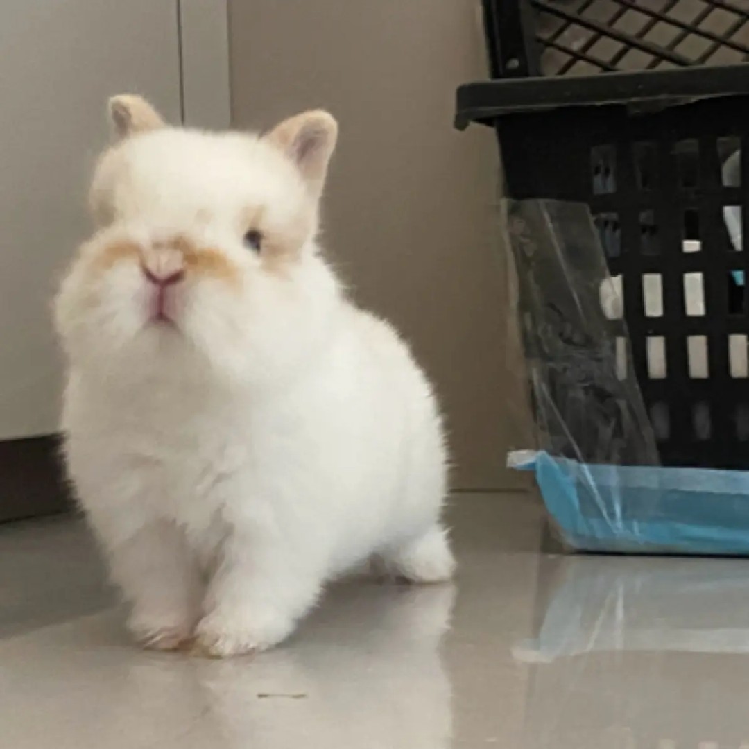 宠物兔特价链接直播间浮力