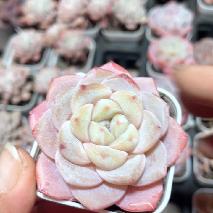 霜花霜花粉冰玉9.9