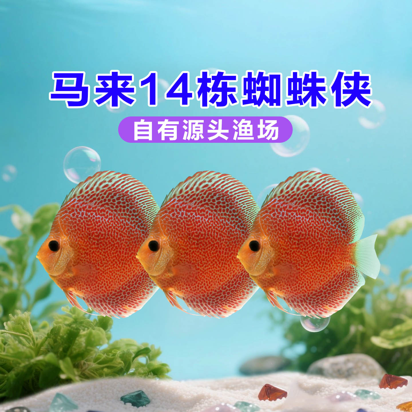 马来14栋蜘蛛侠七彩神仙鱼热带淡水鱼观赏鱼易活鱼苗精品幼鱼包损