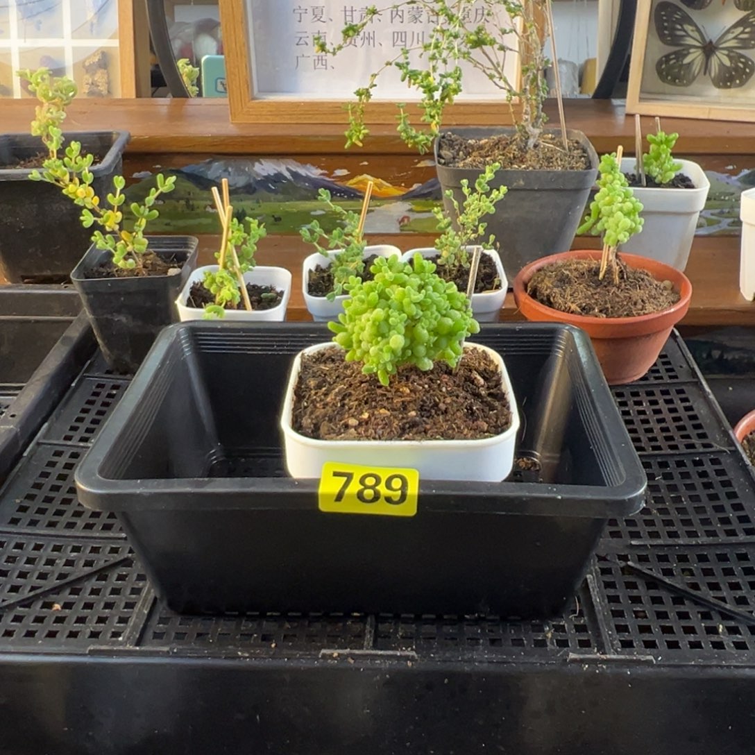 枝干番杏多肉植物789