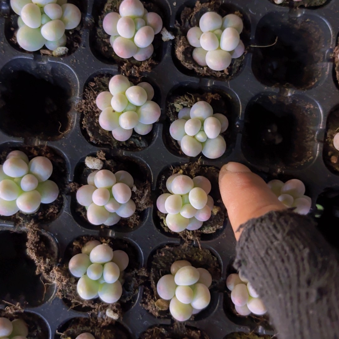 汤圆四颗一组量拍