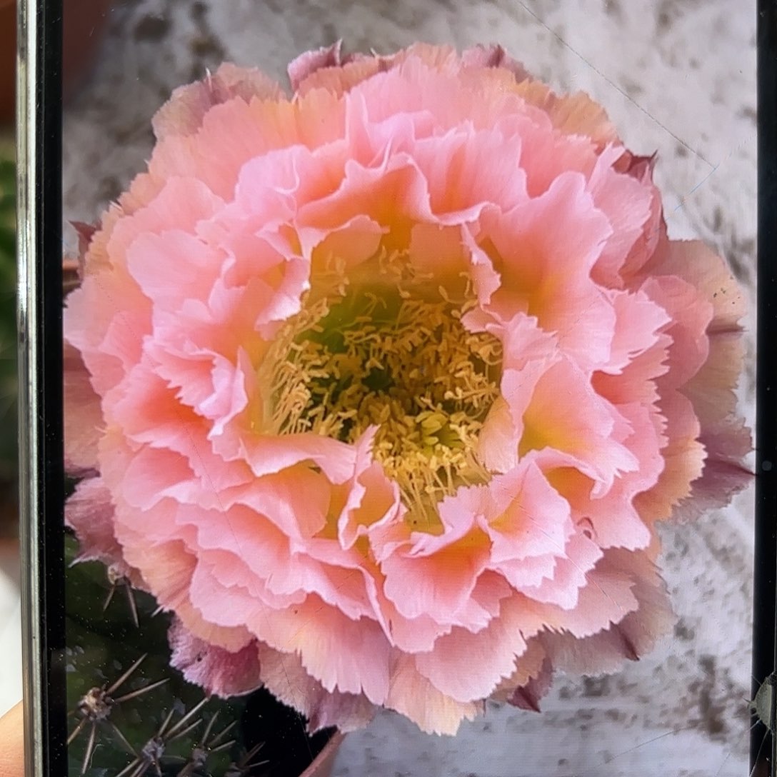 彩草青青颜如玉6.5公分有干皮