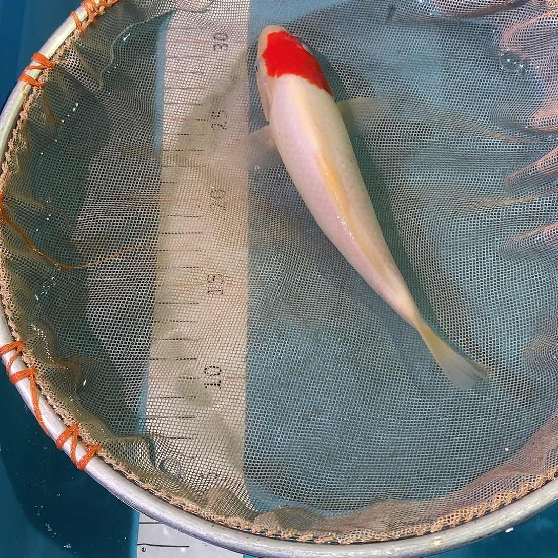 锦鲤锦鲤观赏鱼红白大正三色