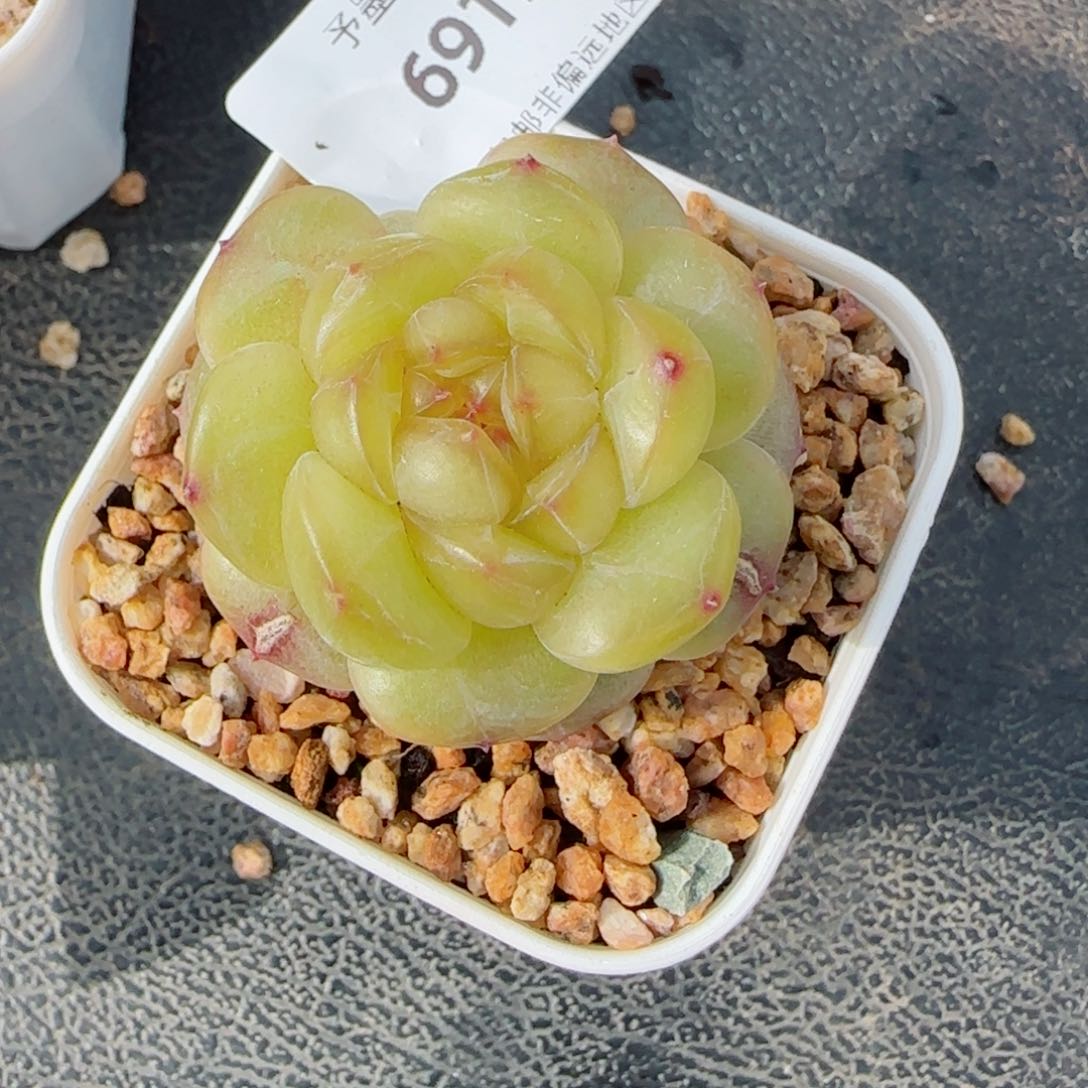 黄珍妮，6915多肉植物