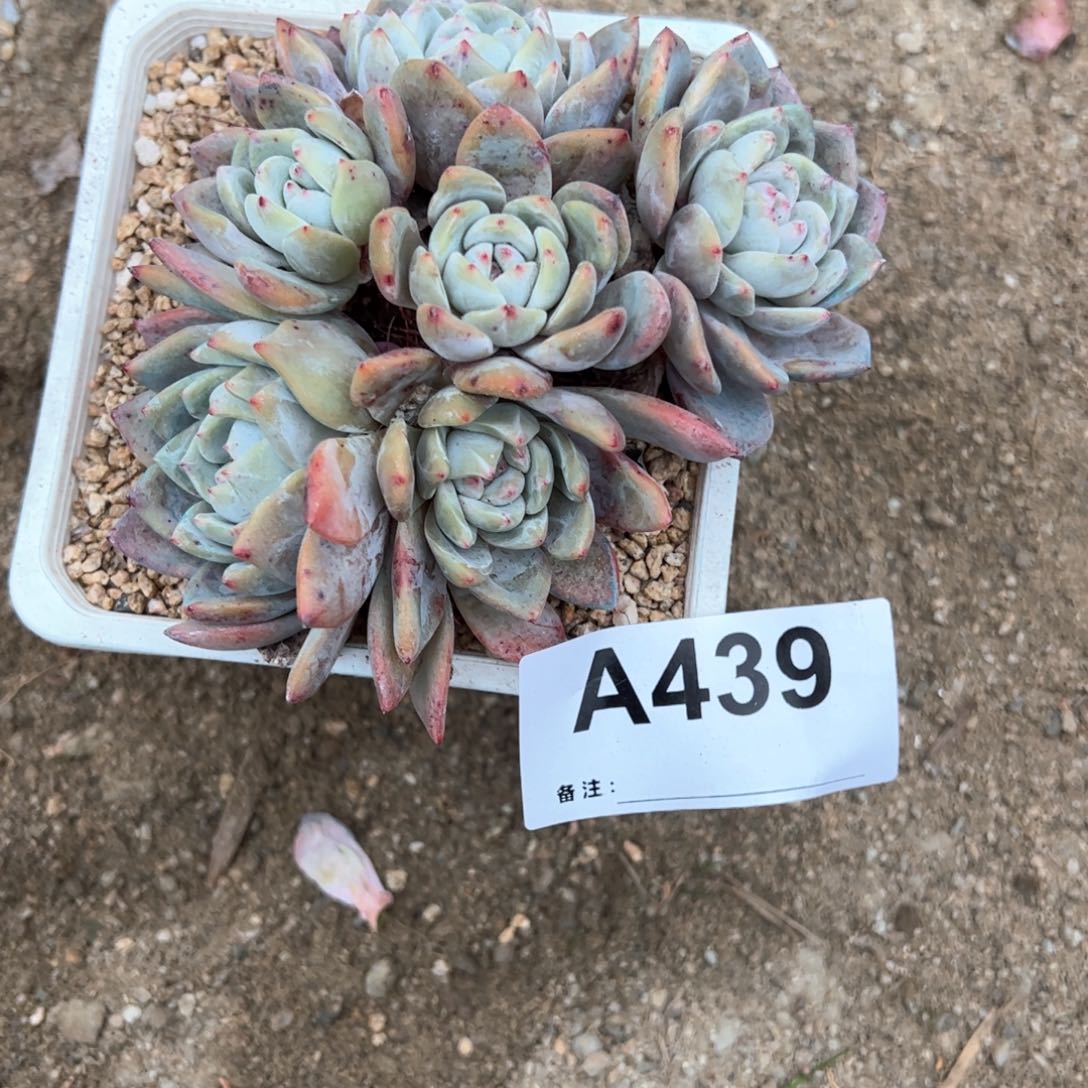 w*439 多肉多肉多肉多肉多肉