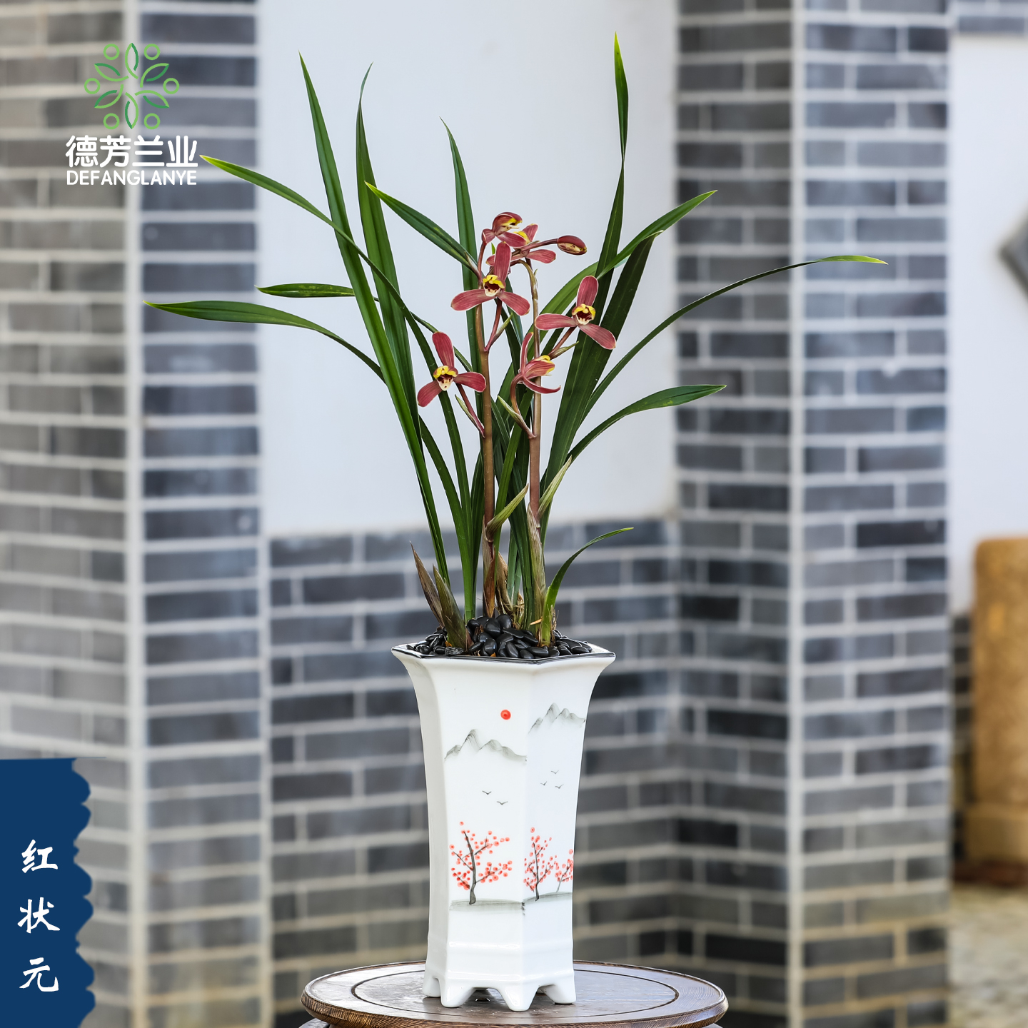 寒兰梅瓣[红状元]带花苞带陶瓷盆种好阳台客厅办公室好养盆栽春季