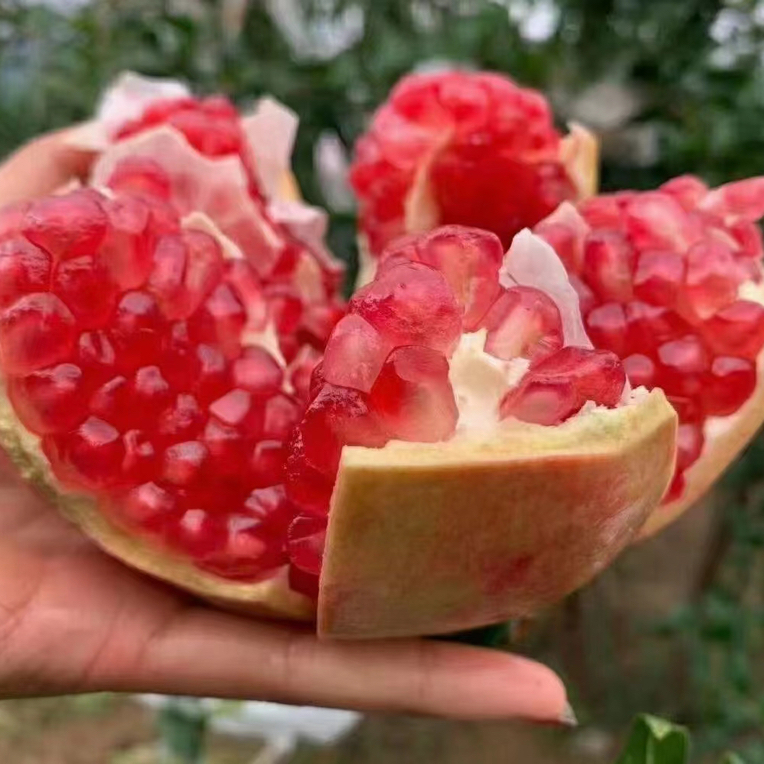 怀远红籽石榴5-8两装