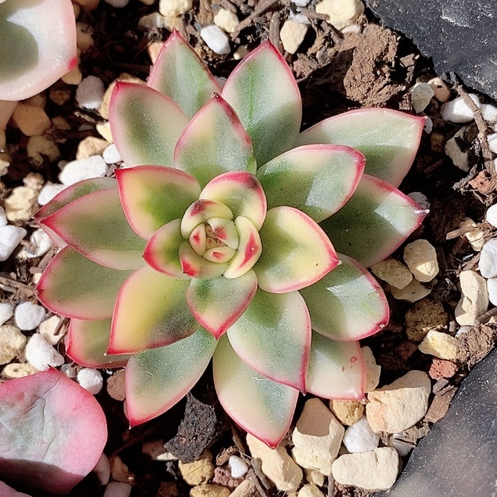 汉娜锦一物一拍，