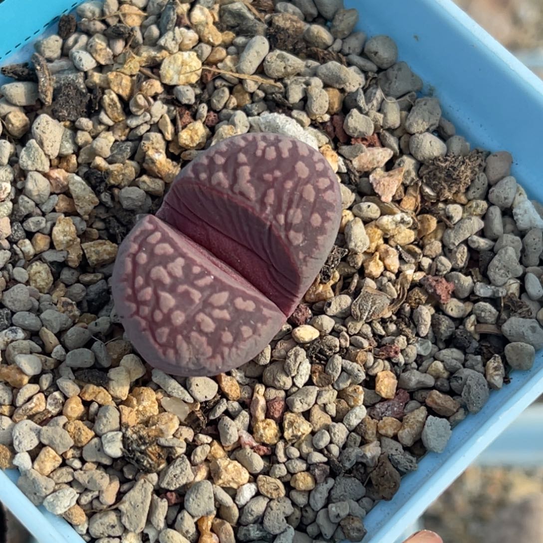 6093紫大内一颗。  