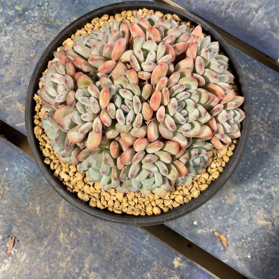 深****落樱，一物一拍中通快递