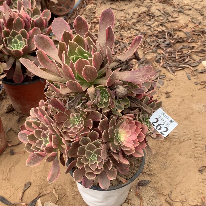 262金丝雀手捧东棚