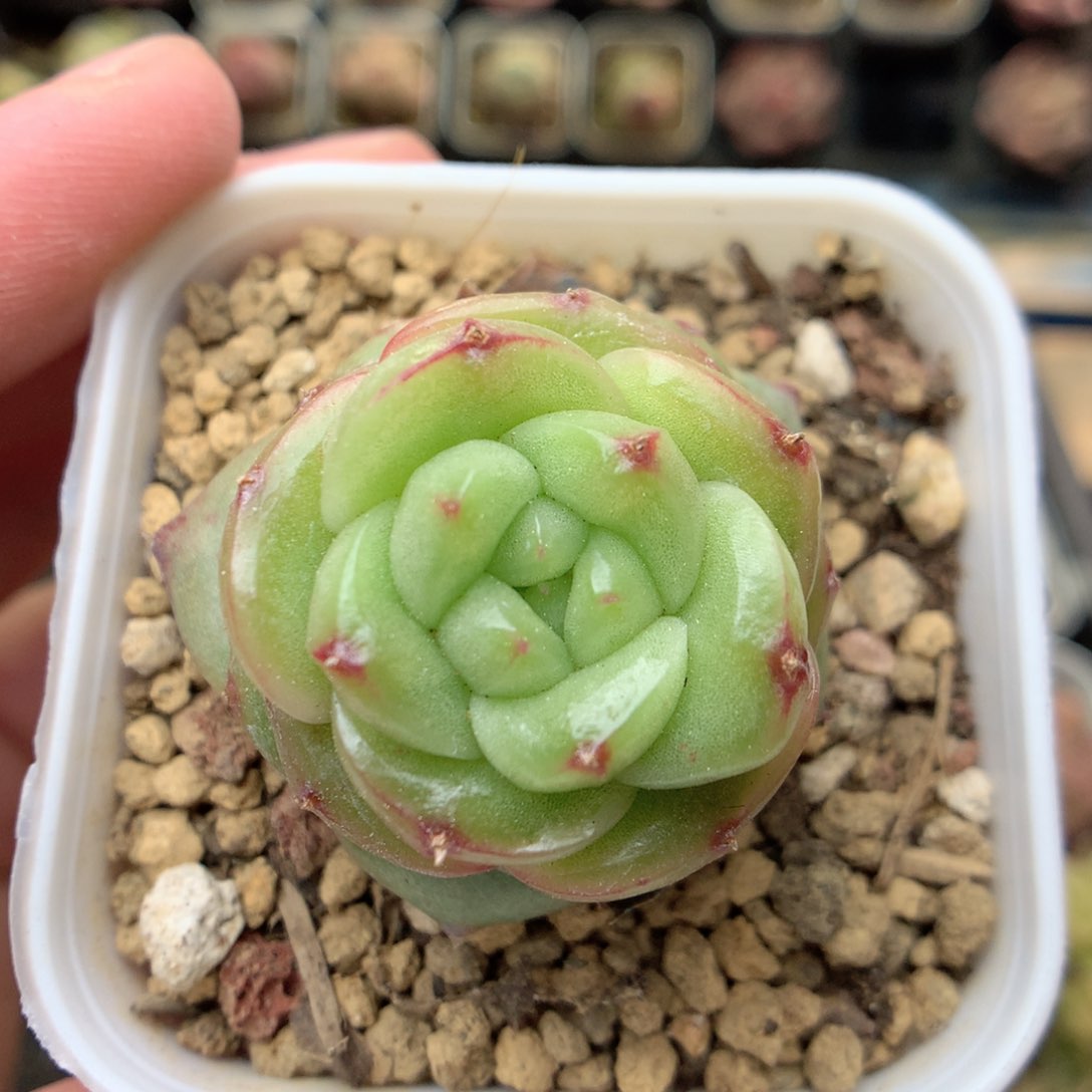 G67 ，20包邮两天凑单