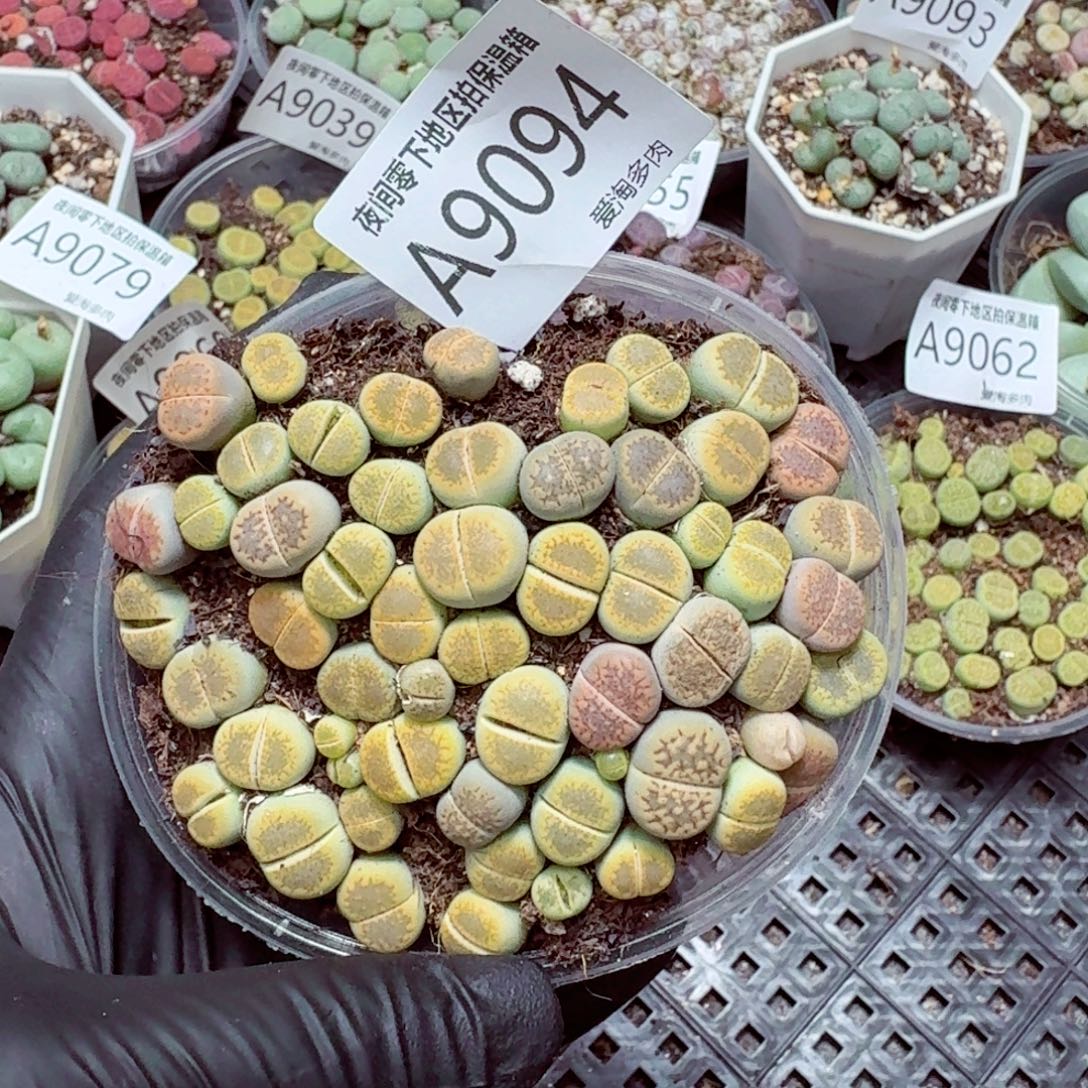 9094––零下地区需拍保温箱