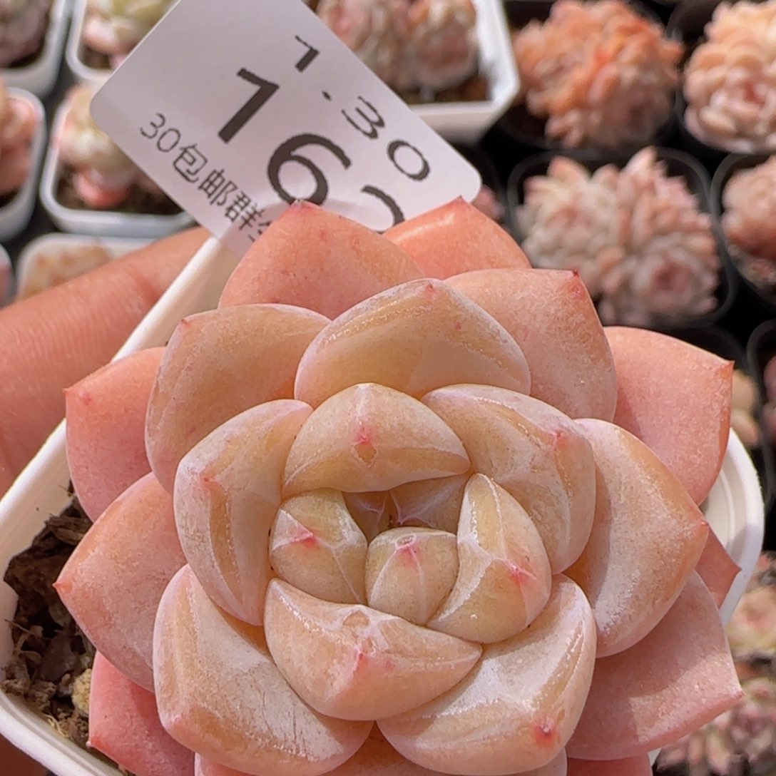 雪瓷单头一颗脱土发货