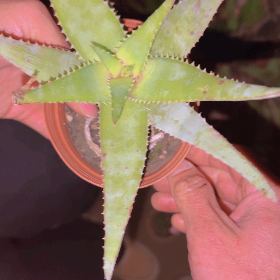 B***h块根植物块根植物