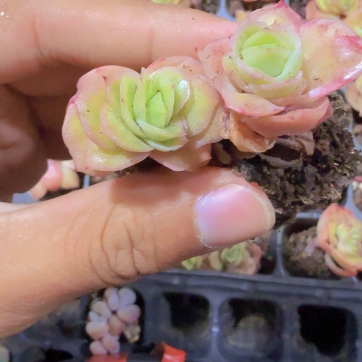 冰玫瑰锦五颗一组