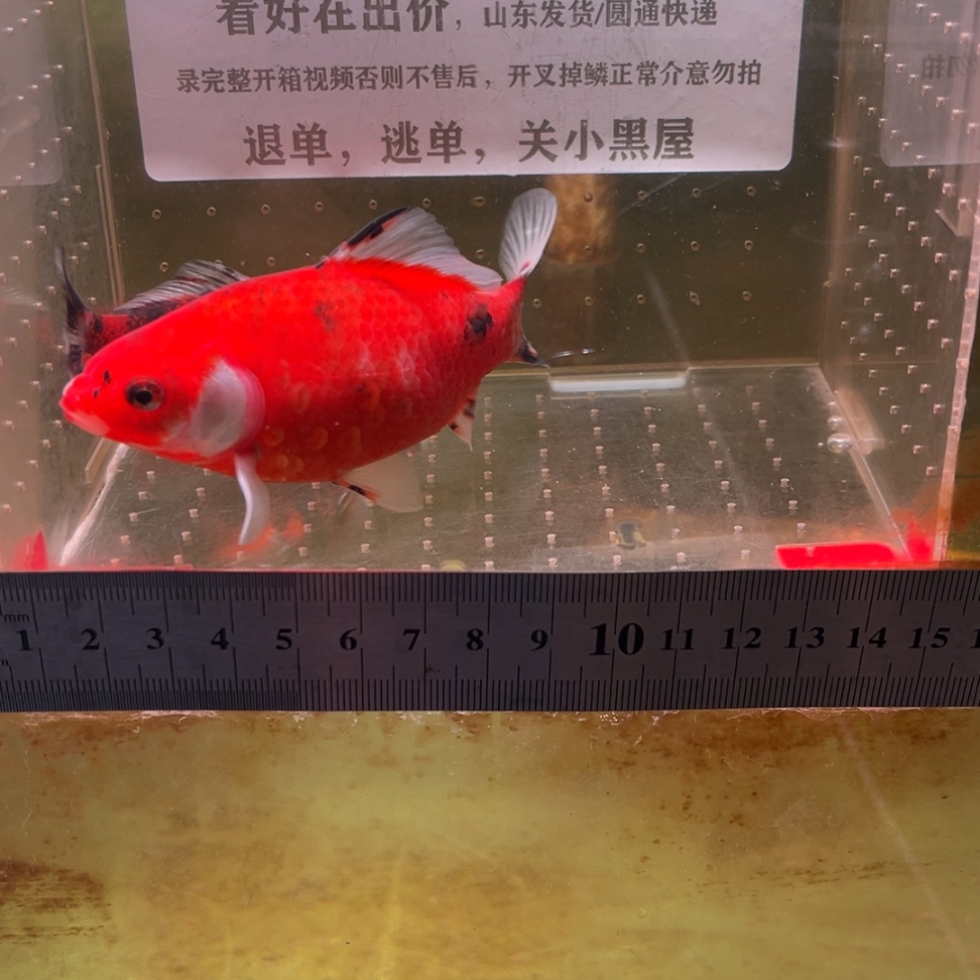 海水鱼345号付啊你居然可以