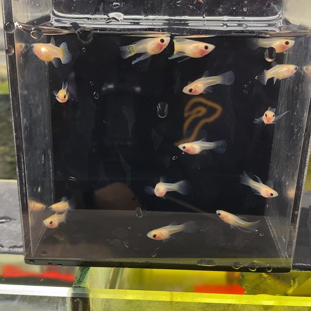 孔雀鱼练手玻璃猫15条