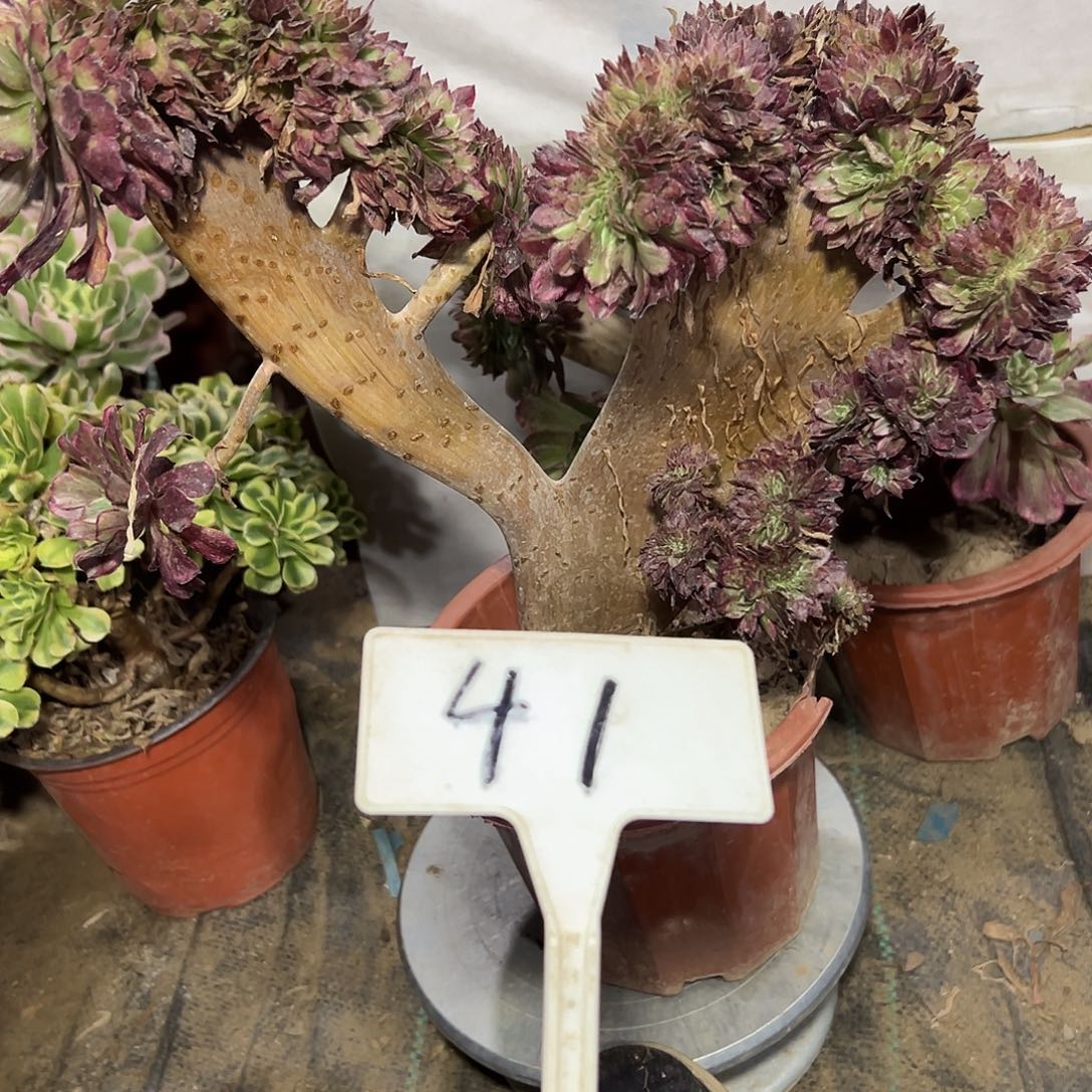 多肉植物水墨画缀花41