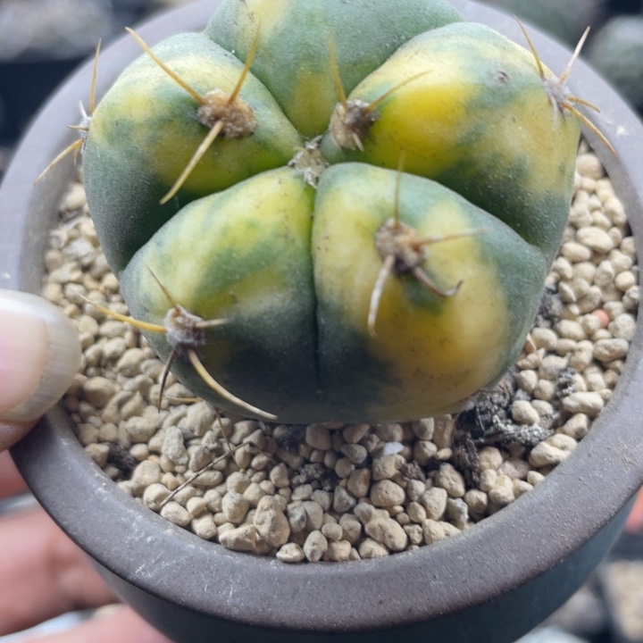 圣王锦脱土发货一颗包邮