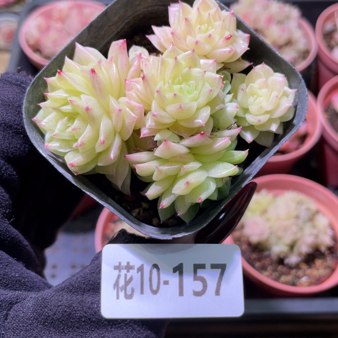 花利美10-157幻影群