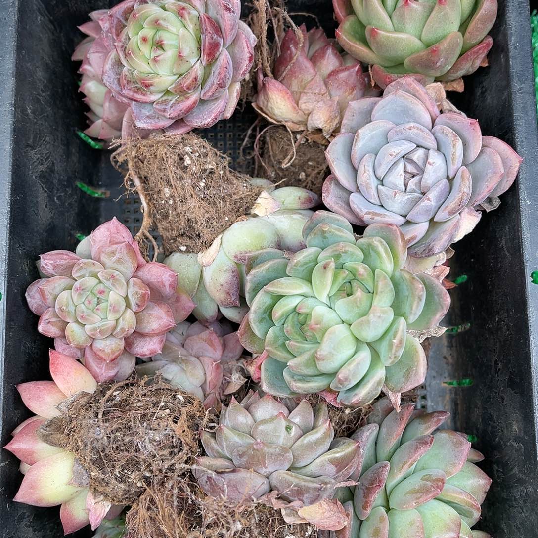 多肉一物一拍25-5