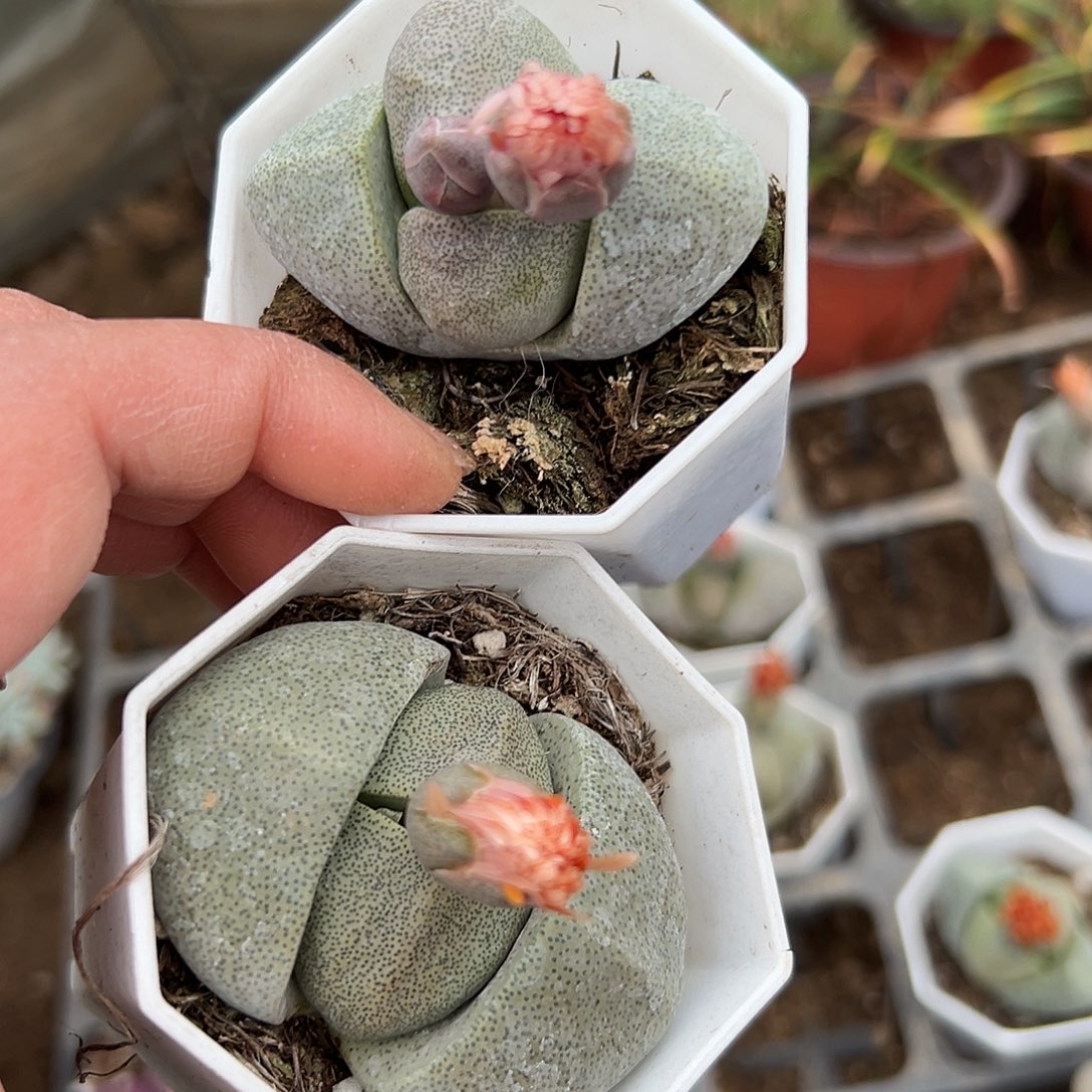 多肉植物两颗绿帝玉