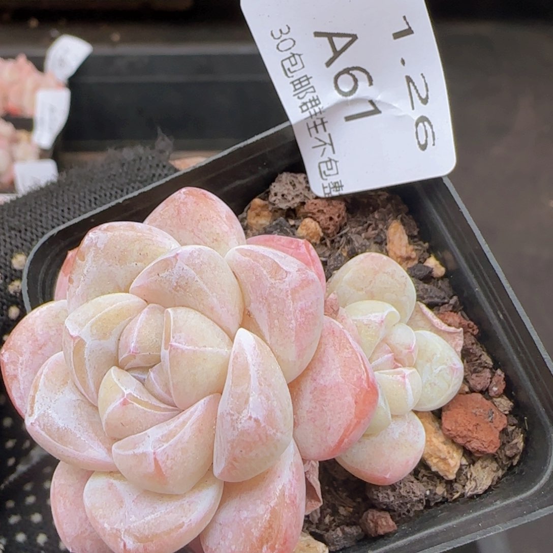 糖心冰玉一颗脱土发货