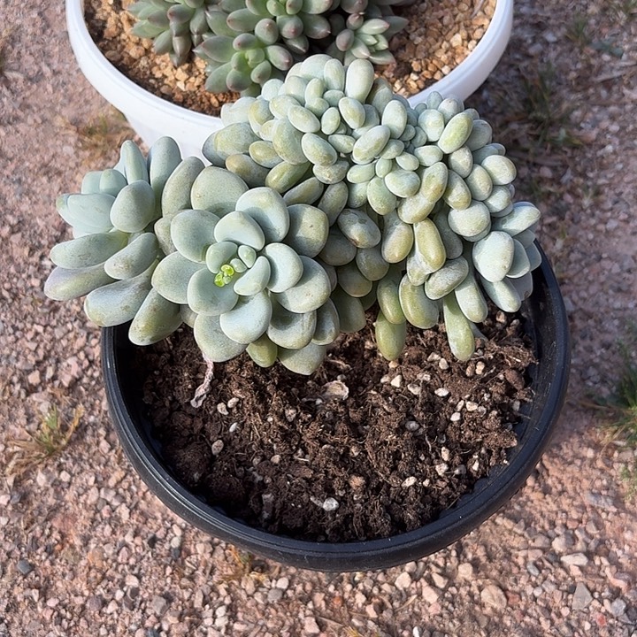 香水洛神缀化鸡腿