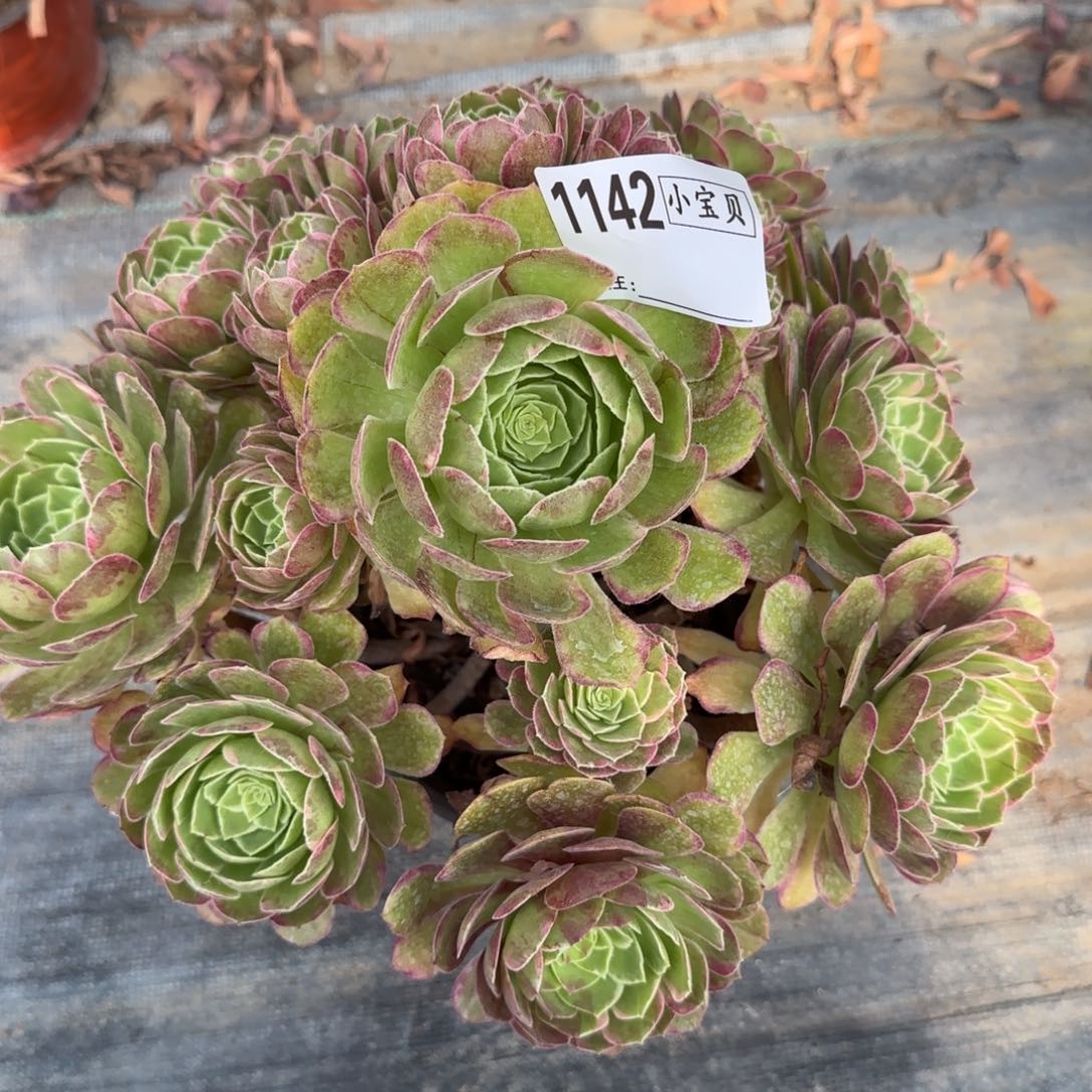 水晶莲花多肉多1142